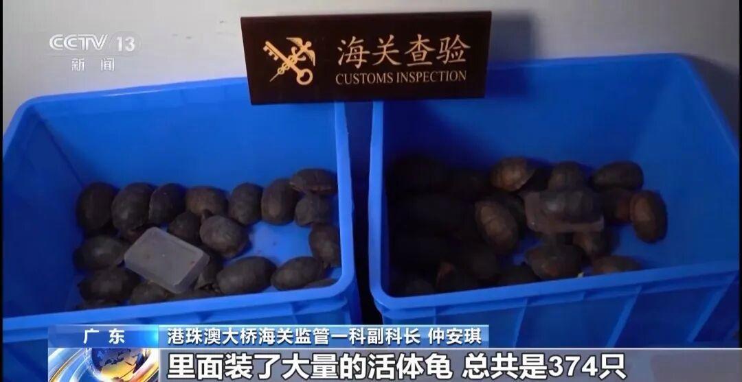 女子违规藏匿2斤活虫？海关查获濒危活体龟
